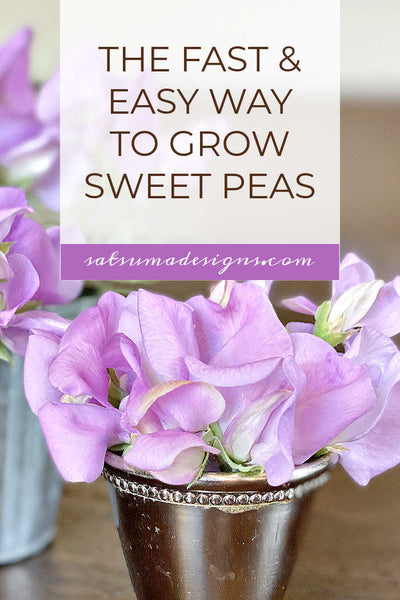 The Fast and Easy Way To Grow Sweet Pea Flowers