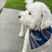 Embroidered pet bandana in three sizes