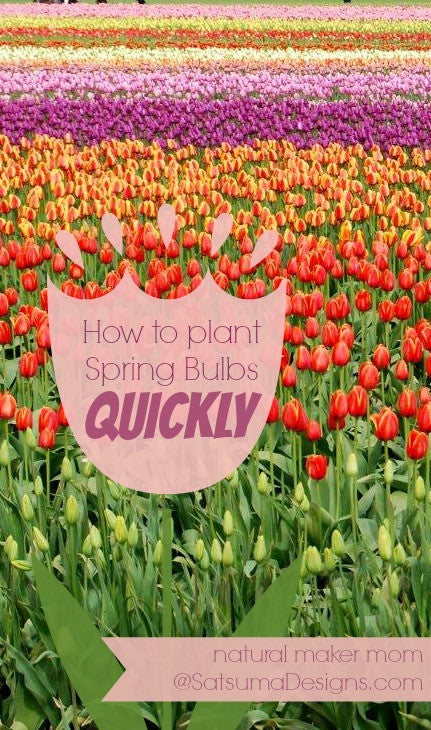 How to Plant Spring Blooming Bulbs Quickly