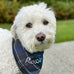 Embroidered pet bandana in three sizes